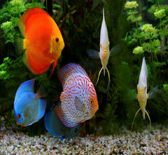 Aquatic Foods Inc tropical fish flakes close-up reveals rich ingredients for daily feeding.