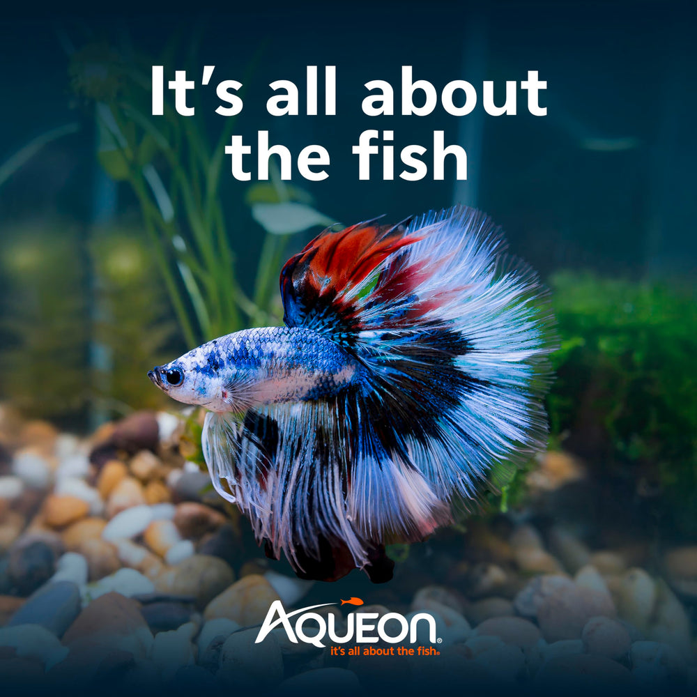 Aqueon BettaBow food sample simplifies feeding routines