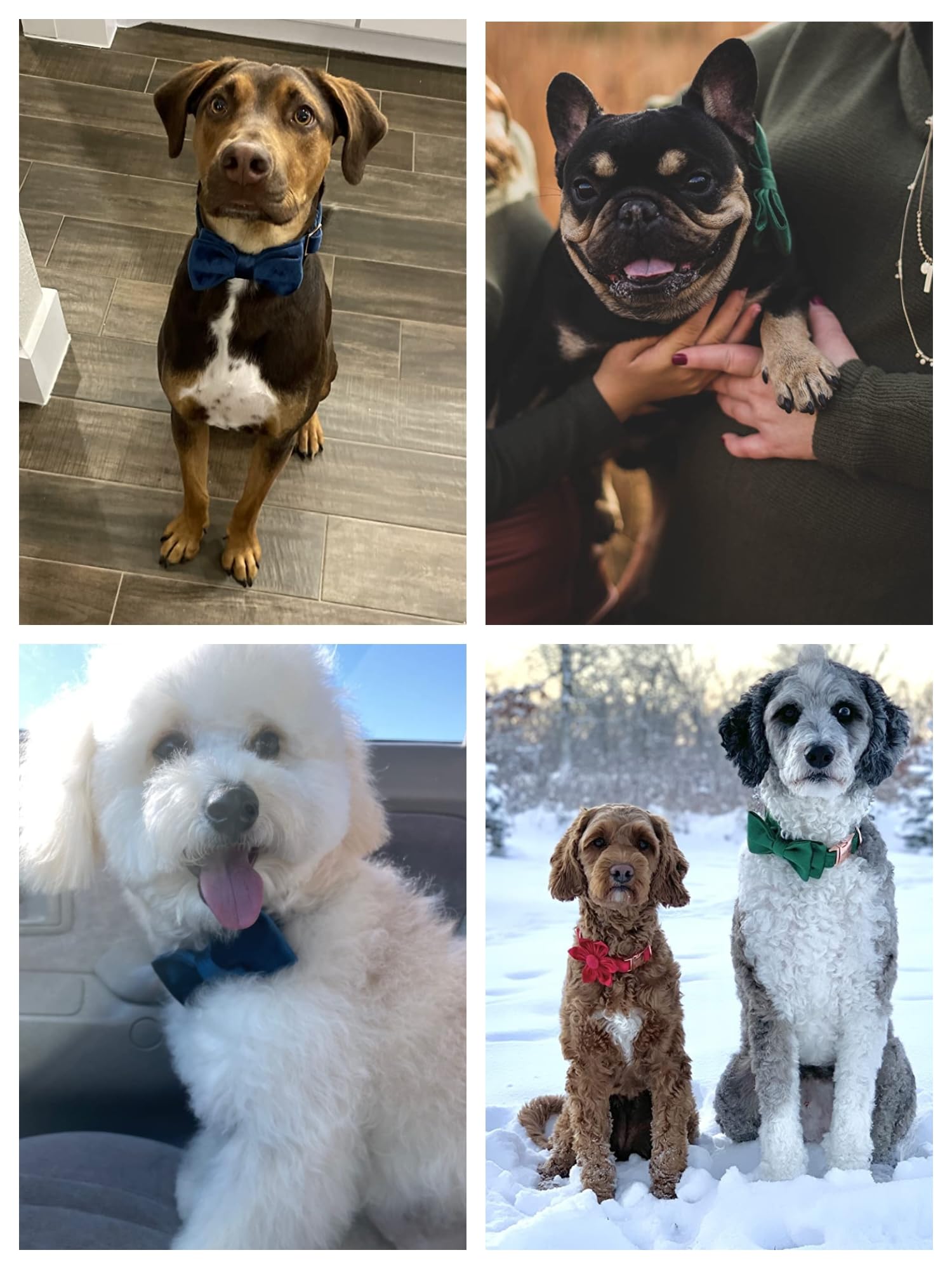ARING PET Bowtie Collar removable bowtie for versatile styling options.