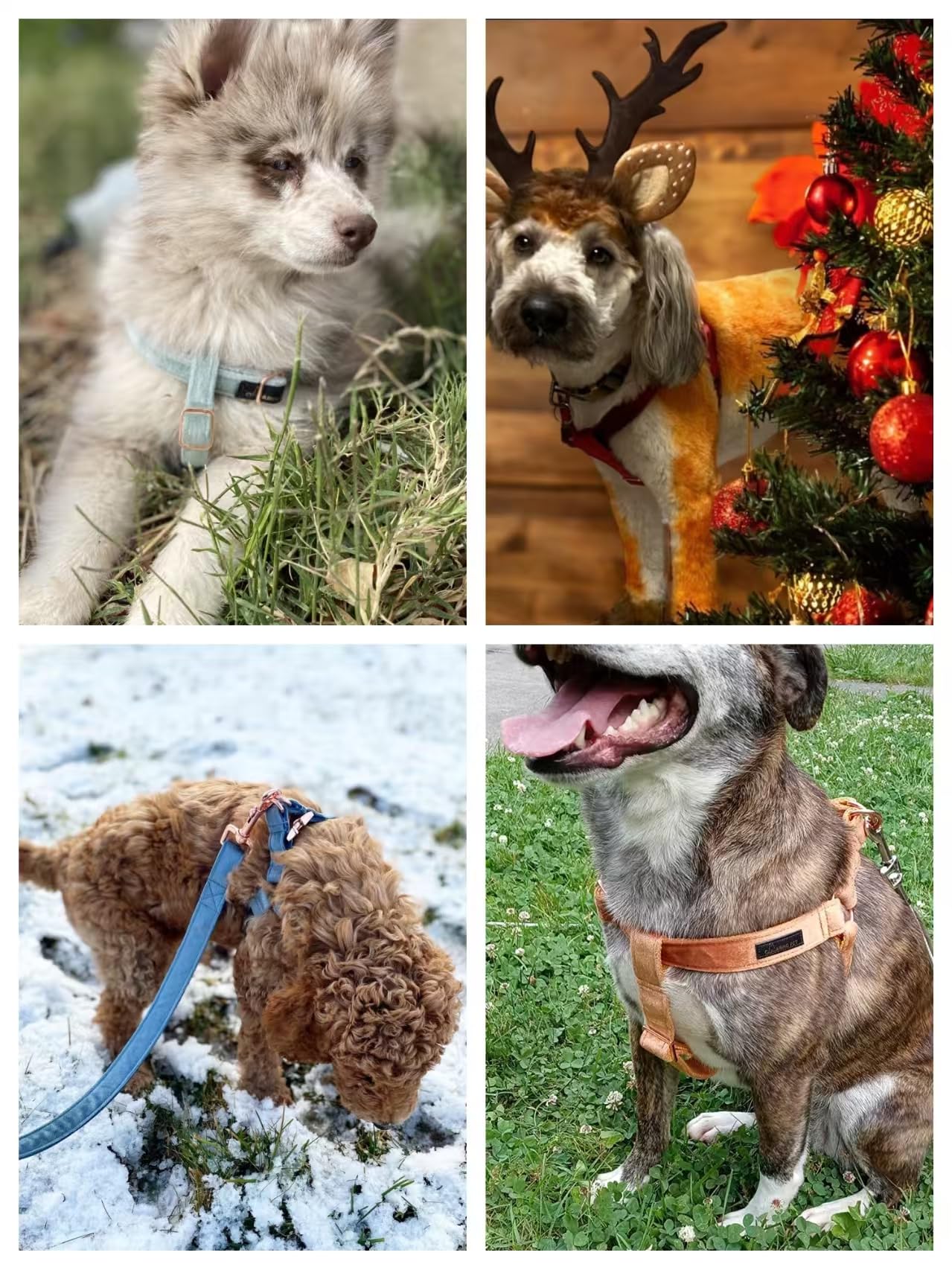 Aring Pet harness no choke design image highlights chest-rest control for pulling guidance.