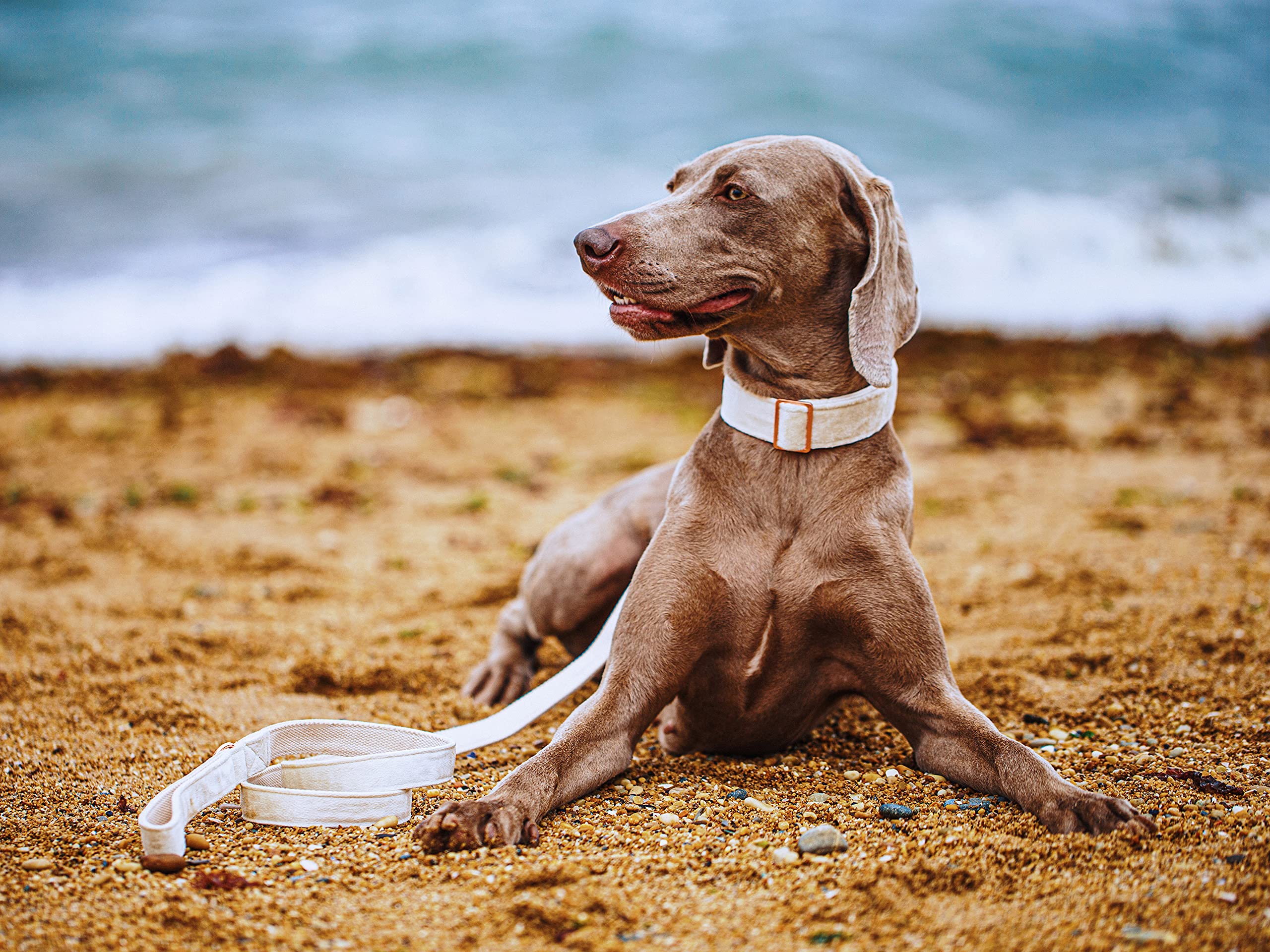 ARING PET leash with rose-gold hardware pairs with collar for stylish daily walks.