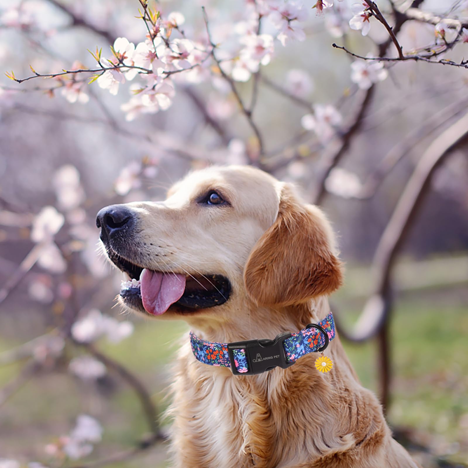 Aring Pet Floral Dog Collar orange-bloom close-up for vibrant weekend adventures.