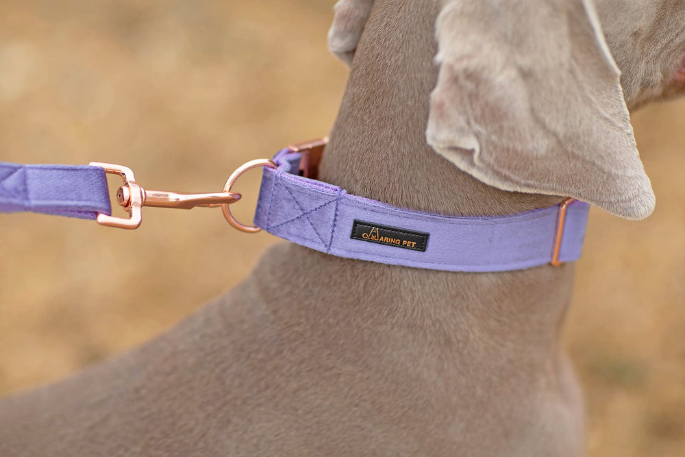 Aring Pet leash and collar set being used during a walk for demonstration