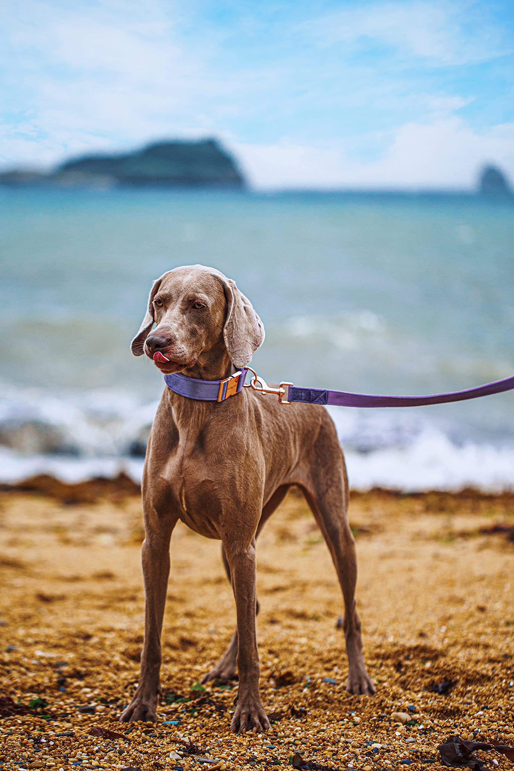 Aring Pet size-measure guide for neck, helps ensure proper collar fit