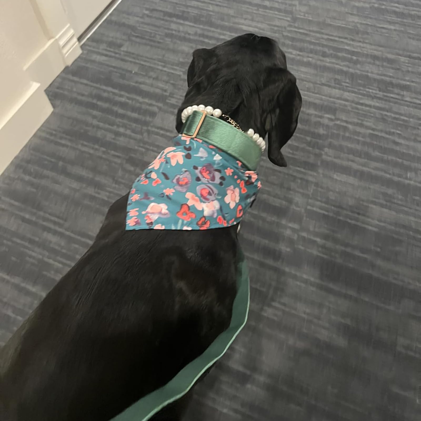 ARING PET velvet collar close-up highlights plush fabric and colorfast finish