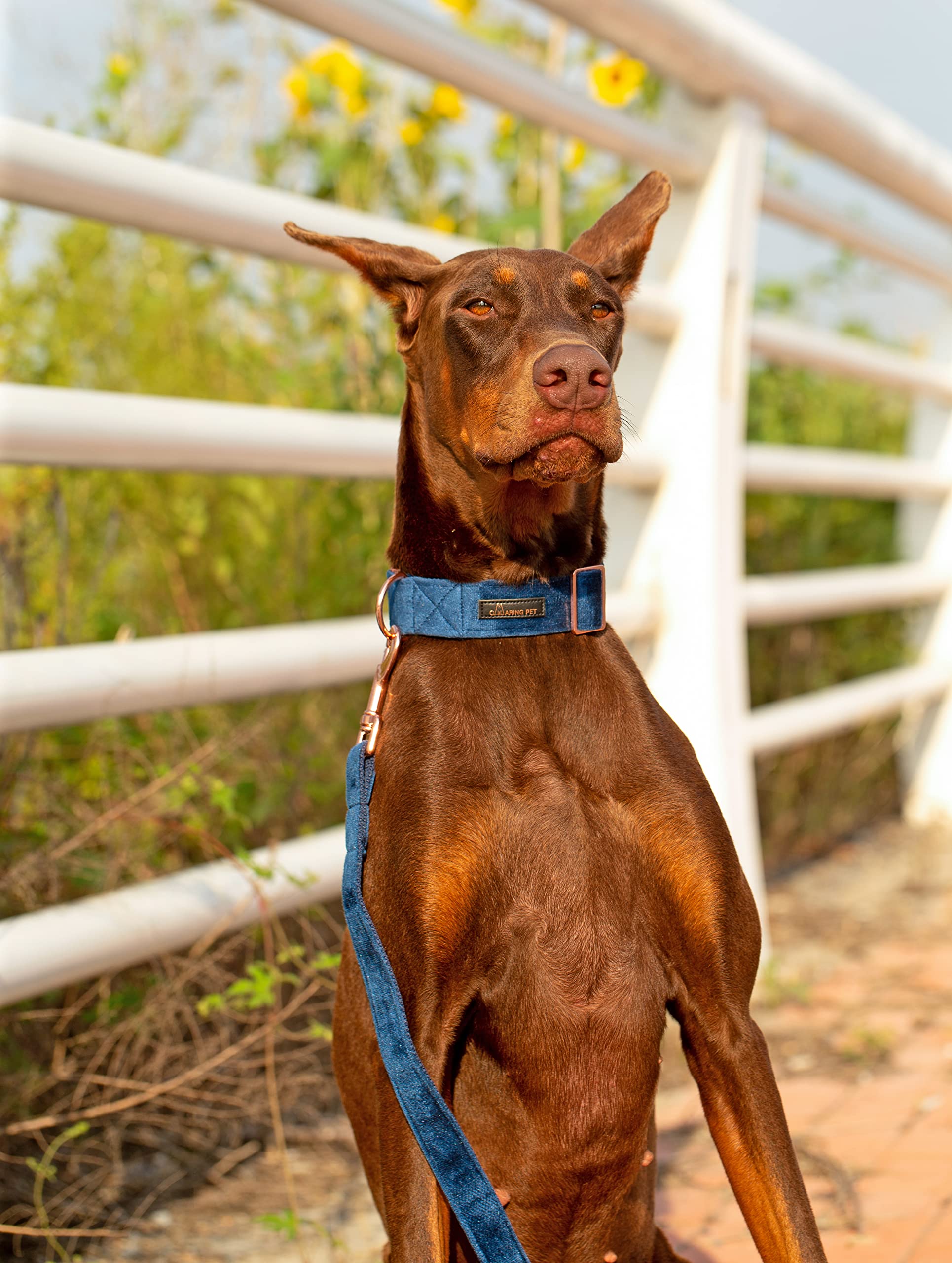 Aring Pet Velvet collar buckle detail shows secure stitching for long wear.