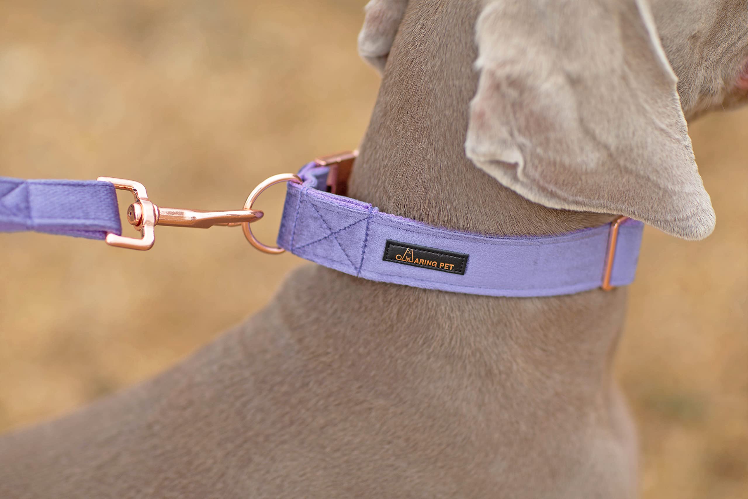 Aring Pet velvet collar D-ring closeup shows secure, reliable leash attachment.