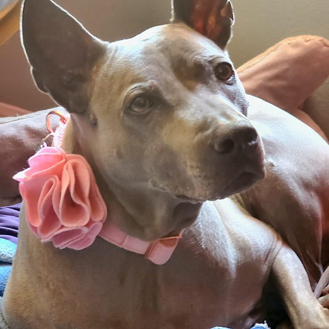 Aring Pet velvet dog collar features a sturdy metal buckle for secure fit