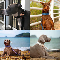 ARING PET velvet leash size M for medium dogs on daily walks.