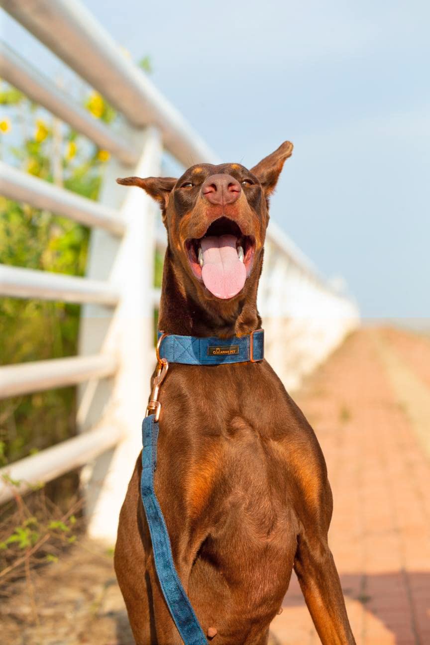 Aring Pet Velvet leash close-up highlights soft grip for confident walking.