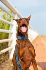 Aring Pet Velvet leash close-up highlights soft grip for confident walking.