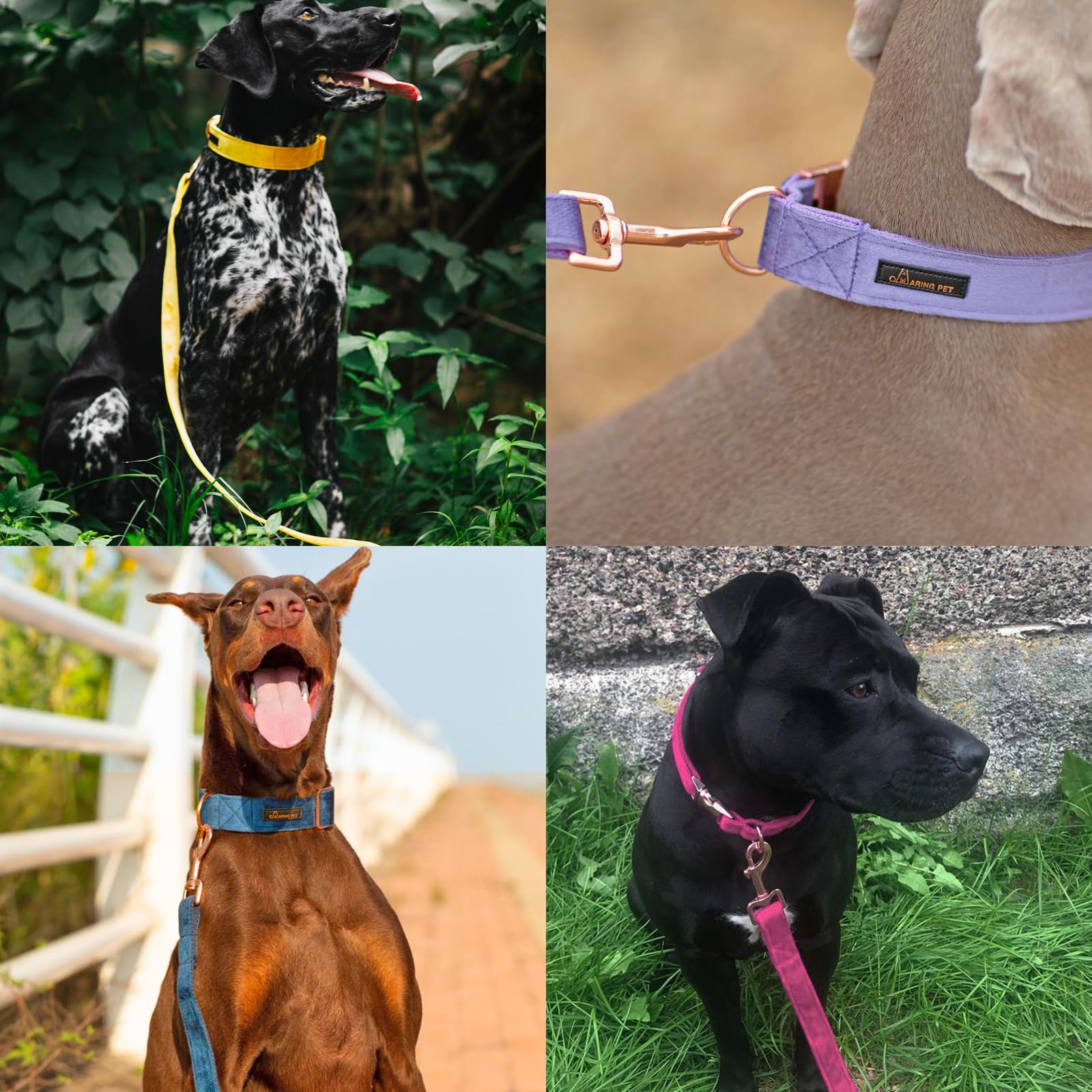ARING PET velvet leash close-up highlights heavy-duty hardware and secure swivel clasp.
