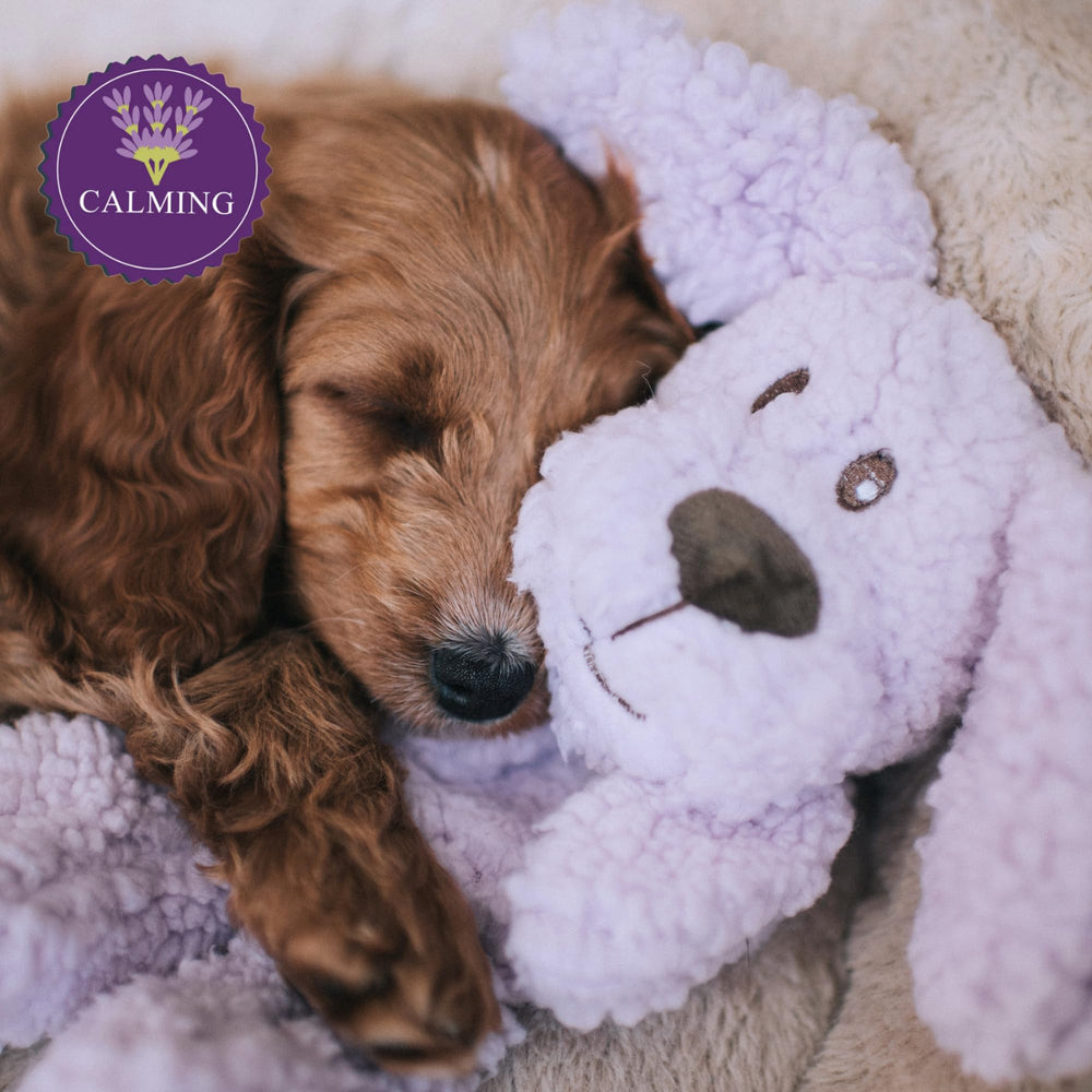 Aromadog calm fleece plush toy in-use image demonstrates squeak-and-release aroma play.
