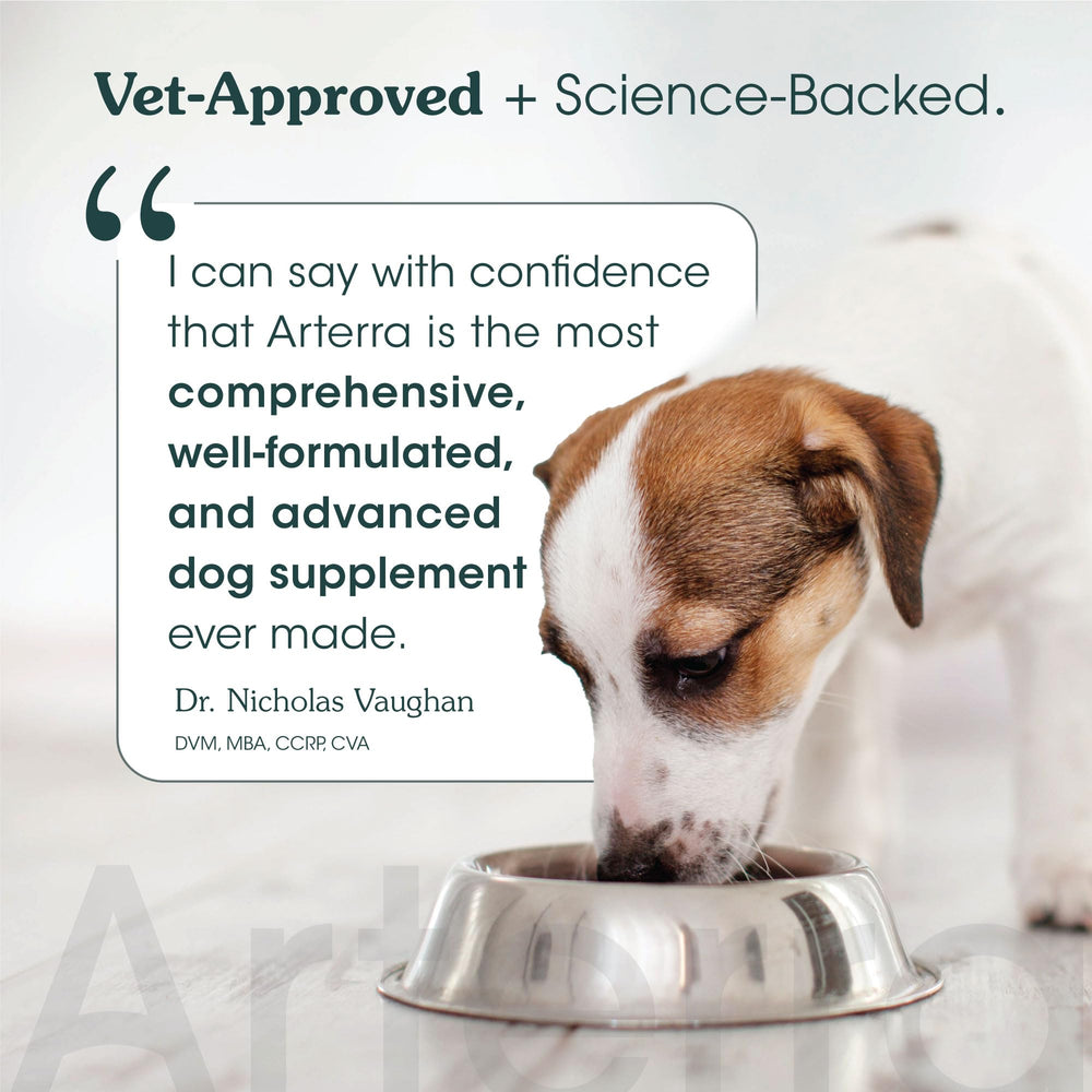 Arterra Dog brain health Omega 3 image emphasizes cognitive function support