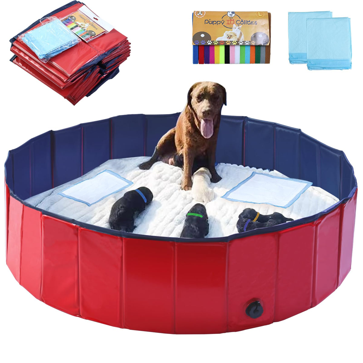 Artilife whelping box pool assembly demonstrates quick setup for birthing prep.