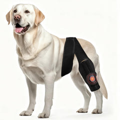 Arvion dog knee brace close-up showing adjustable strap for secure stability