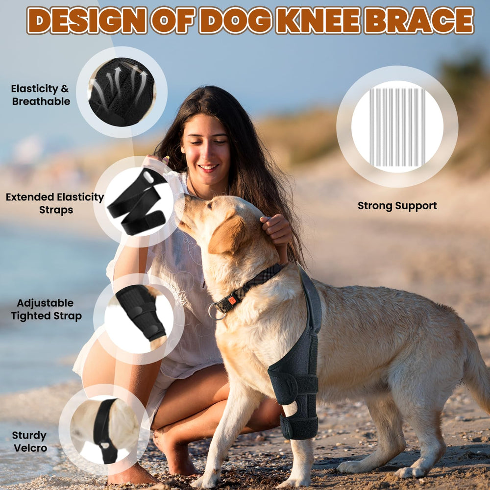 Arvion knee brace fitted on a dog's hind leg during activity for support