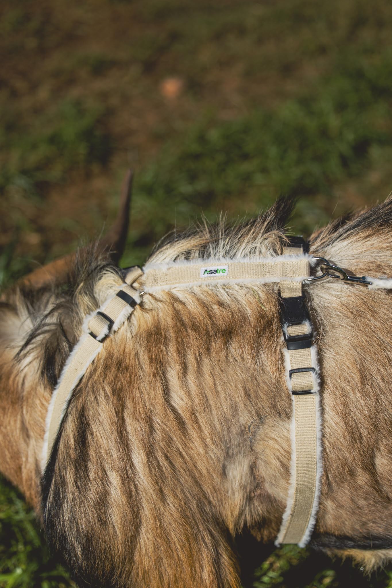 Asatre goat harness adjustment neck demonstrates a customizable fit for livestock.