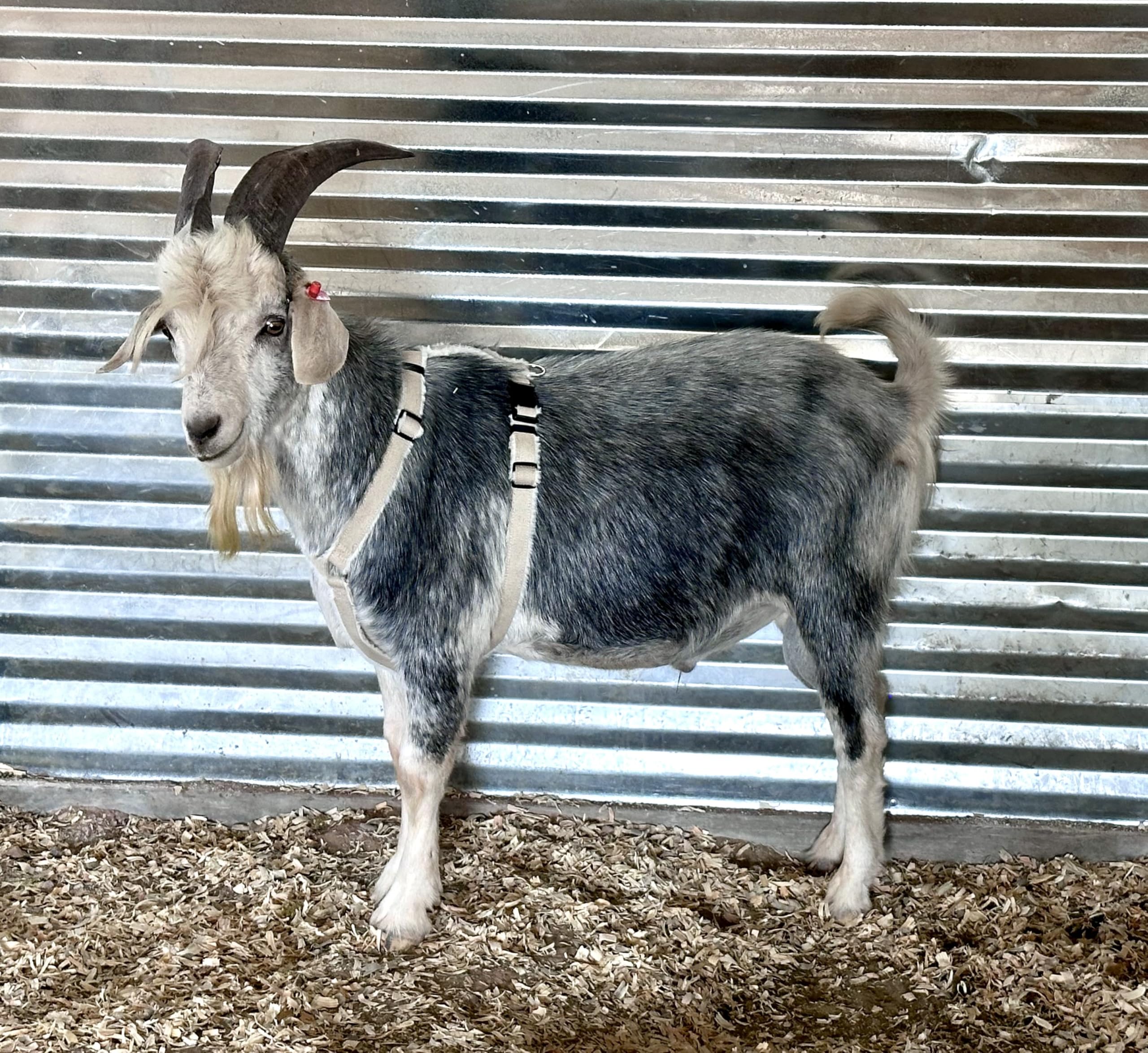 Asatre goat harness beige closeup shows fleece-lined comfort for goats.