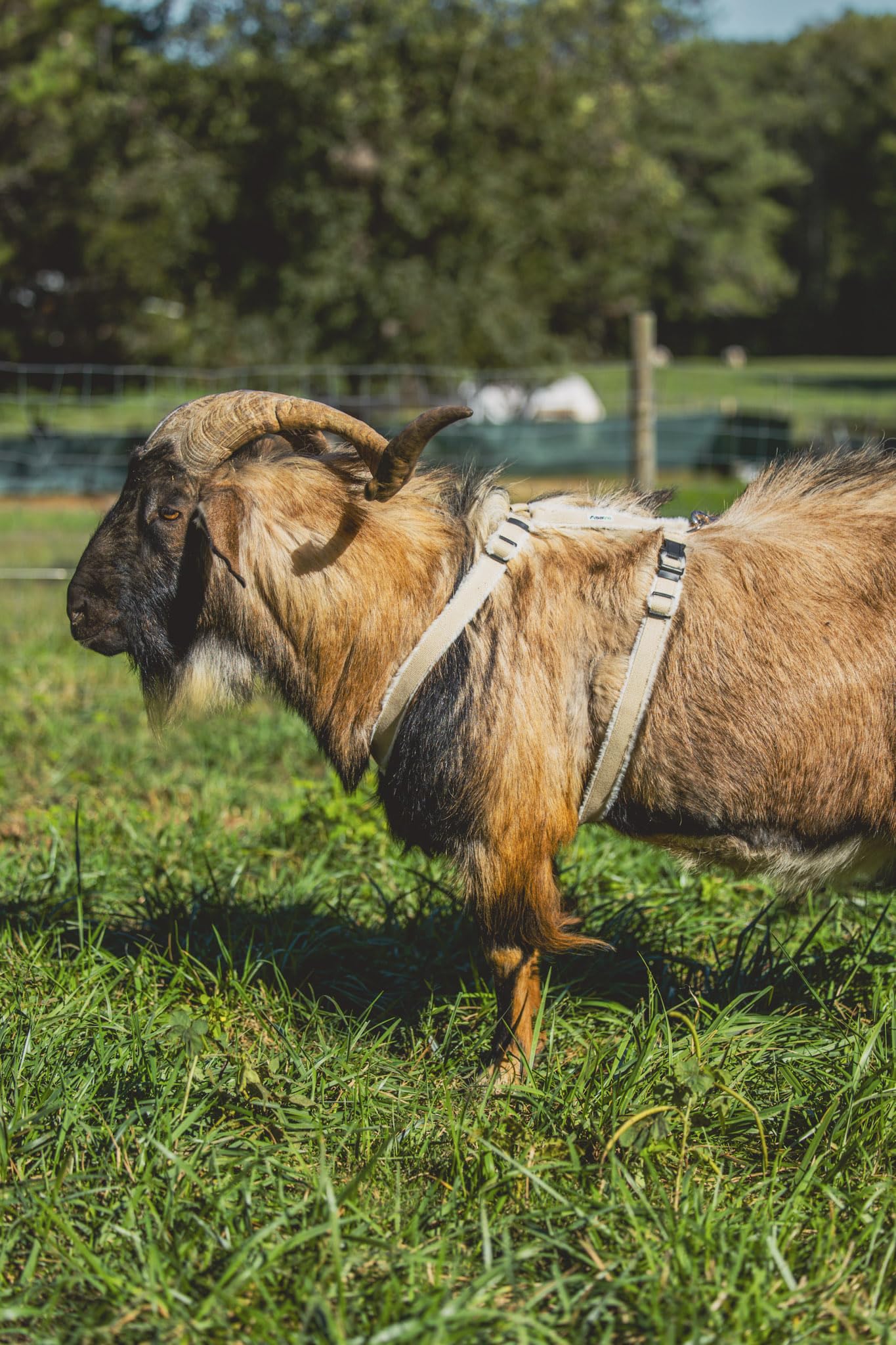 Asatre goat harness girth and secure multi-clasp design ensures a snug fit.