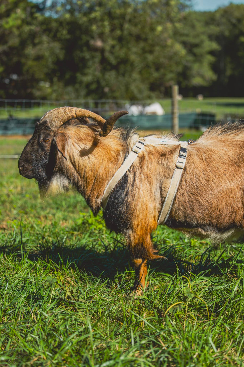 Asatre goat harness girth and secure multi-clasp design ensures a snug fit.