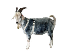 Asatre goat harness large on a buck ensures secure neck and girth fit.