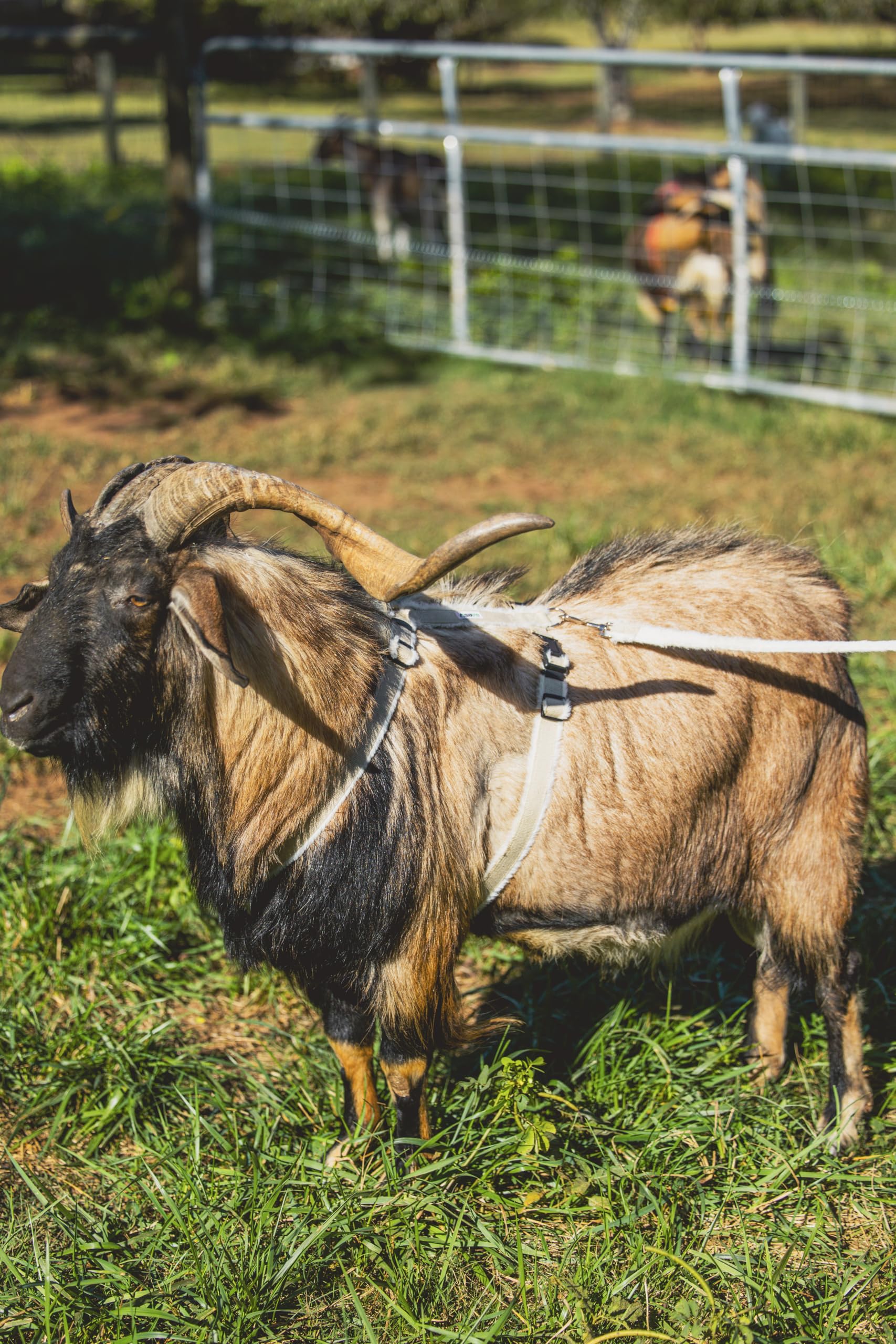 Asatre goat harness machine washable for easy care after farm chores.