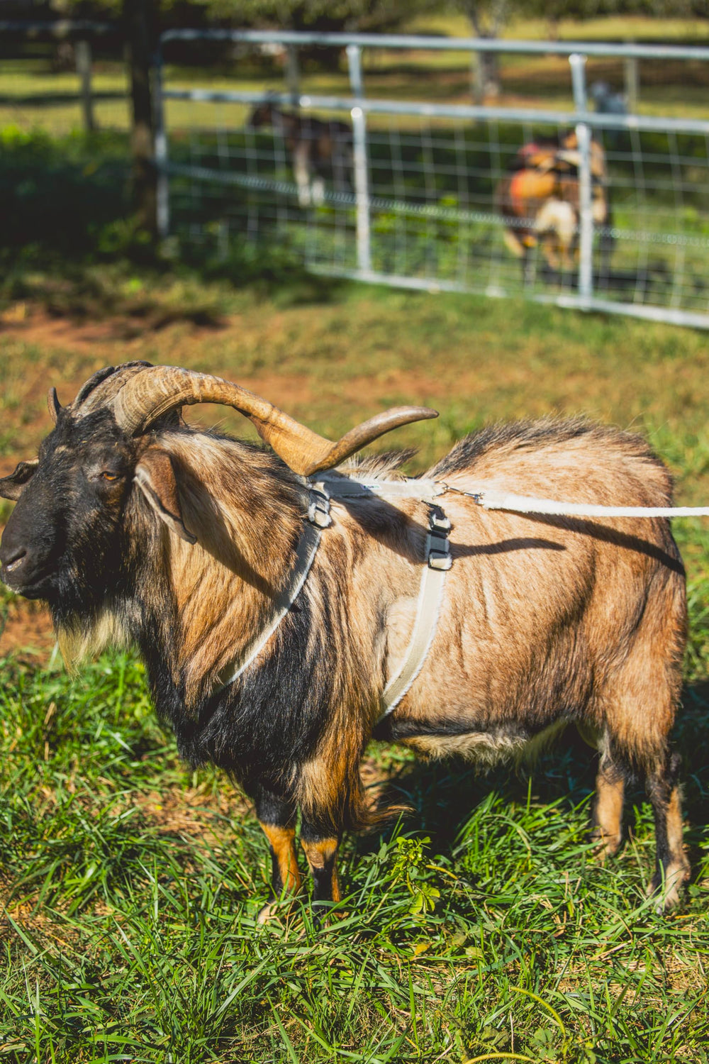 Asatre goat harness machine washable for easy care after farm chores.