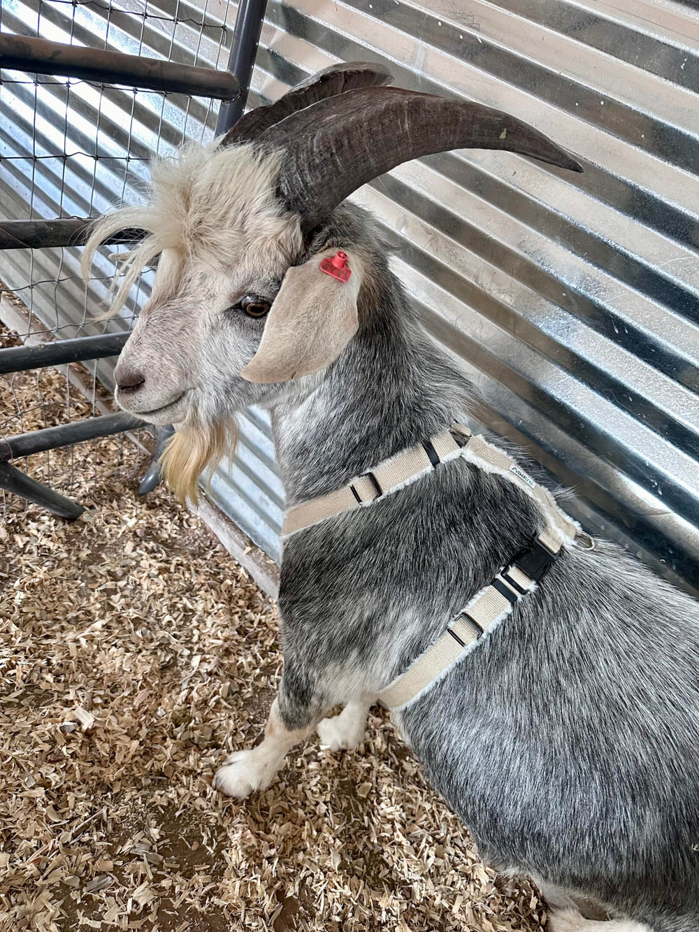 Asatre goat harness side view highlights adjustable straps for a secure fit.