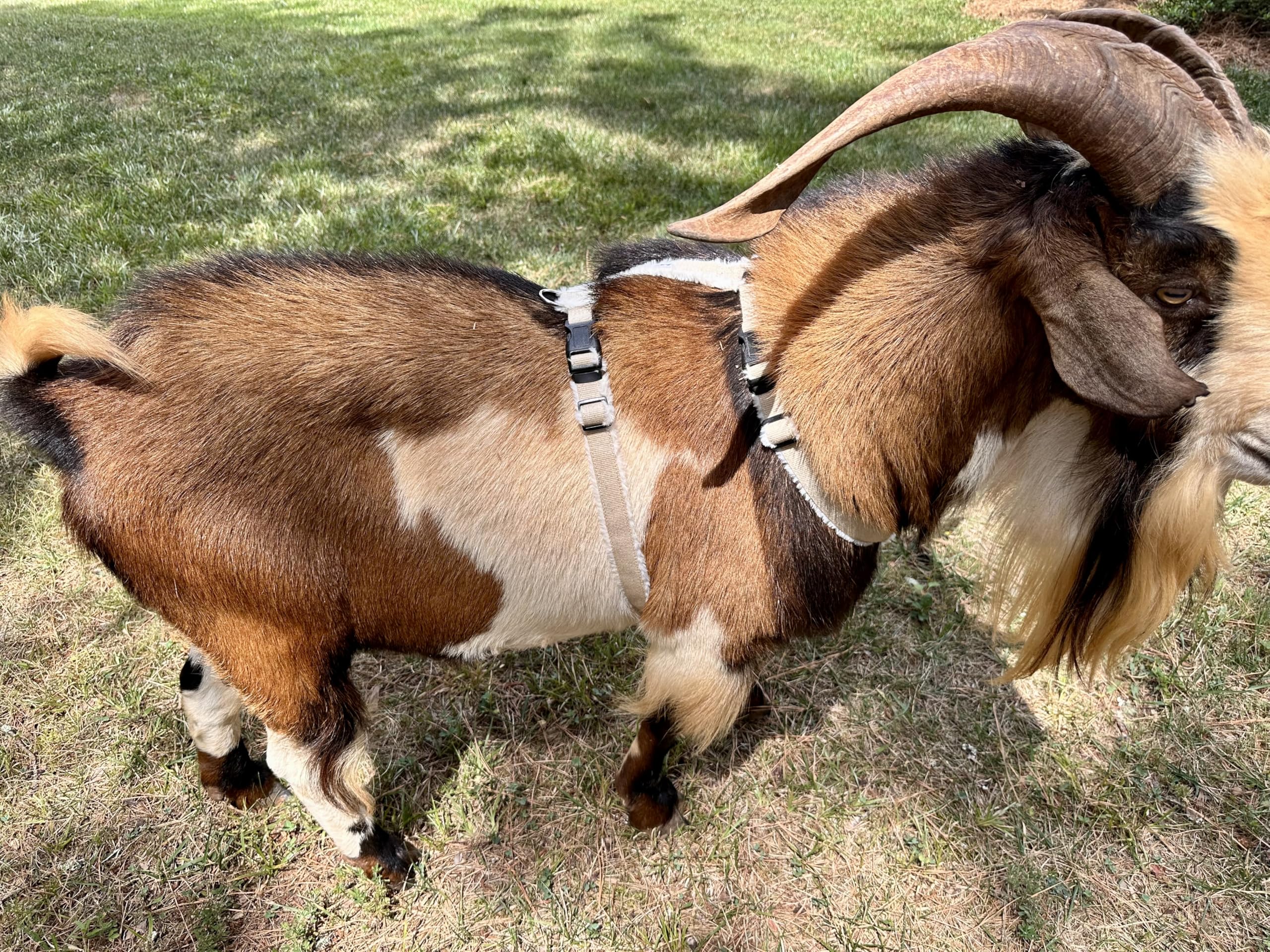 Asatre goat harness small size neck and chest measurements aid proper sizing.