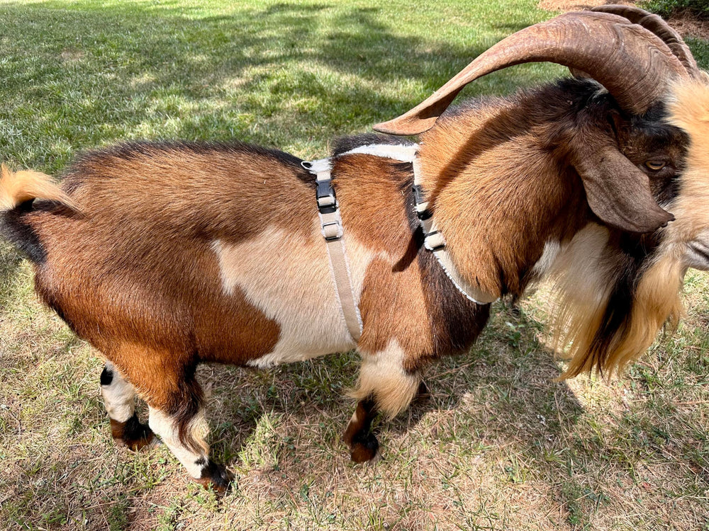 Asatre goat harness small size neck and chest measurements aid proper sizing.