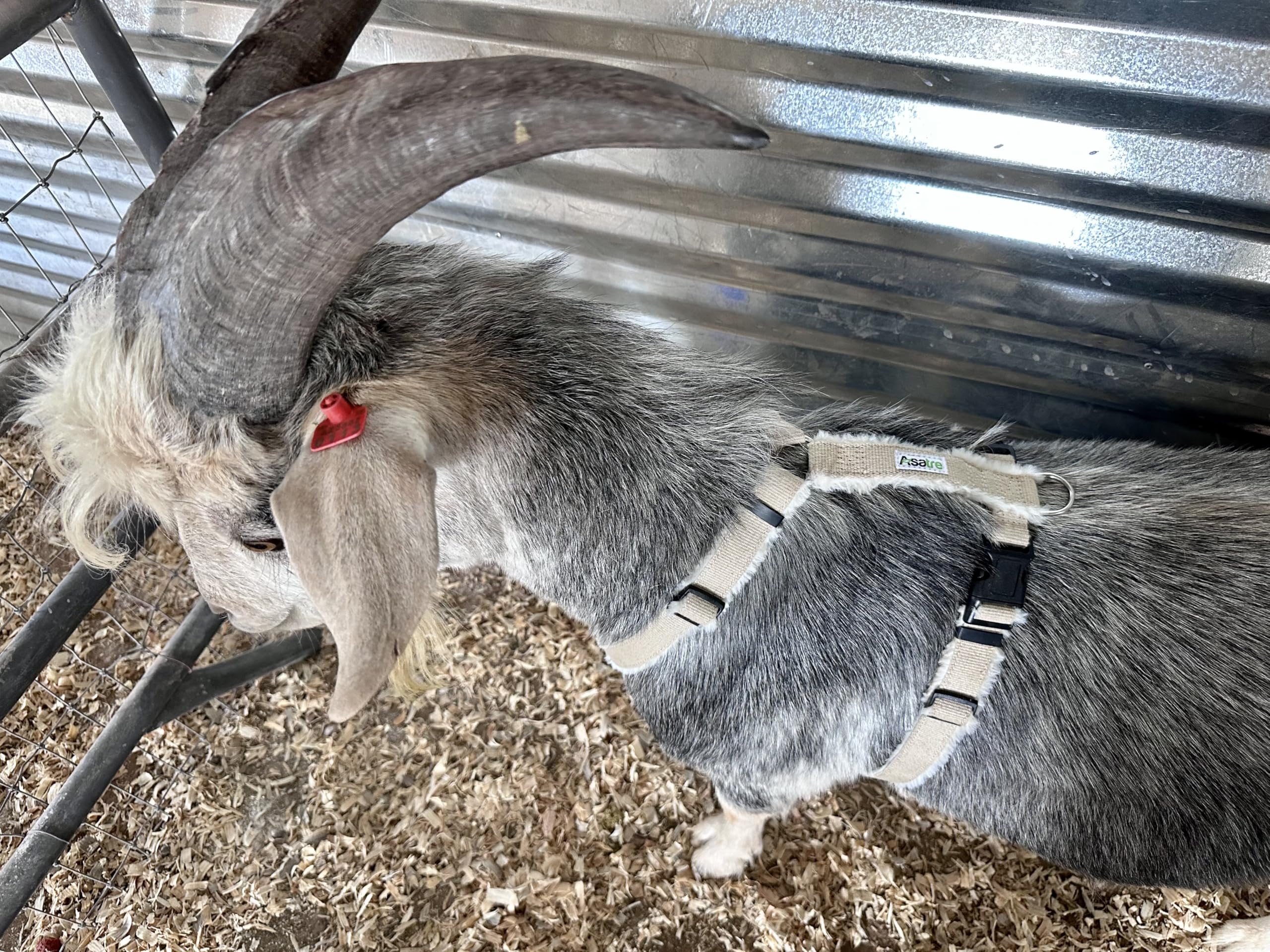 Asatre goat harness underbody strap demonstrates easy adjustment and stability.
