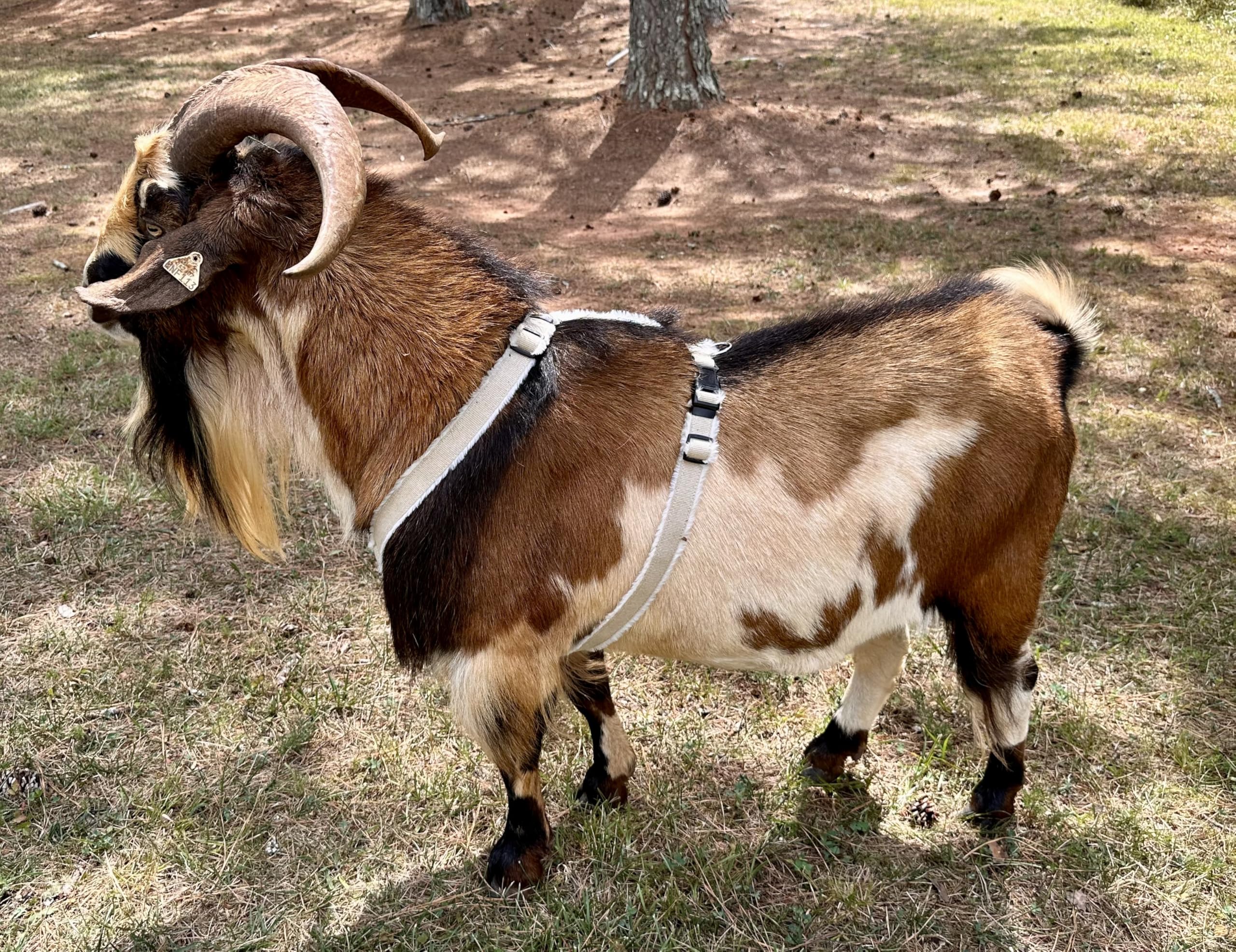 Asatre goat harness XL buck fit illustrates suitability for larger livestock.