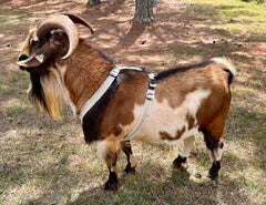 Asatre goat harness XL buck fit illustrates suitability for larger livestock.