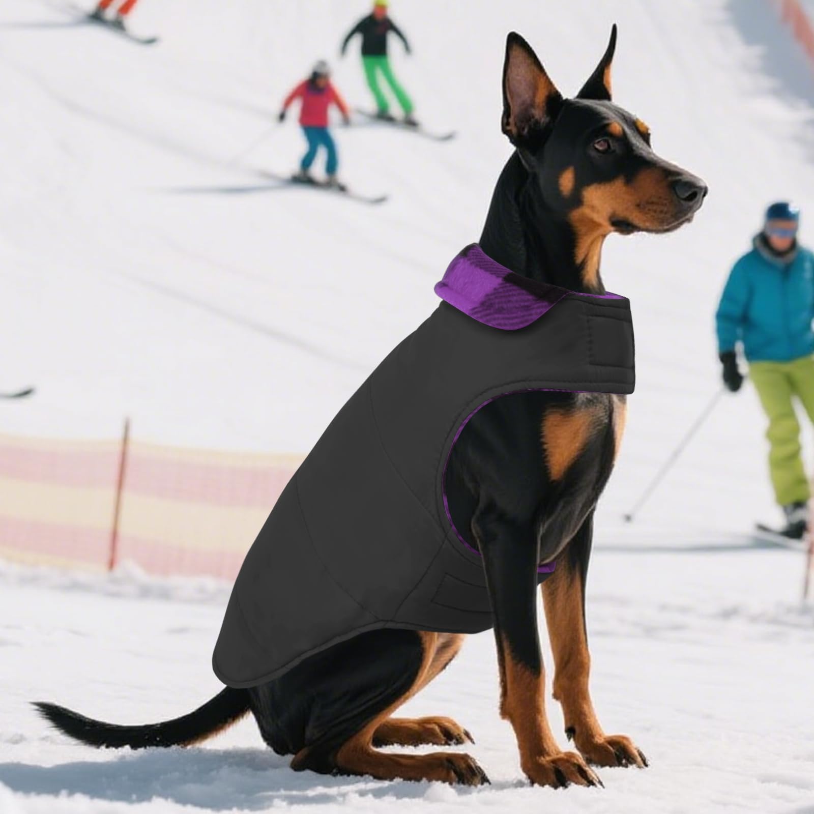 ASENKU dog wearing the purple plaid jacket during a walk.