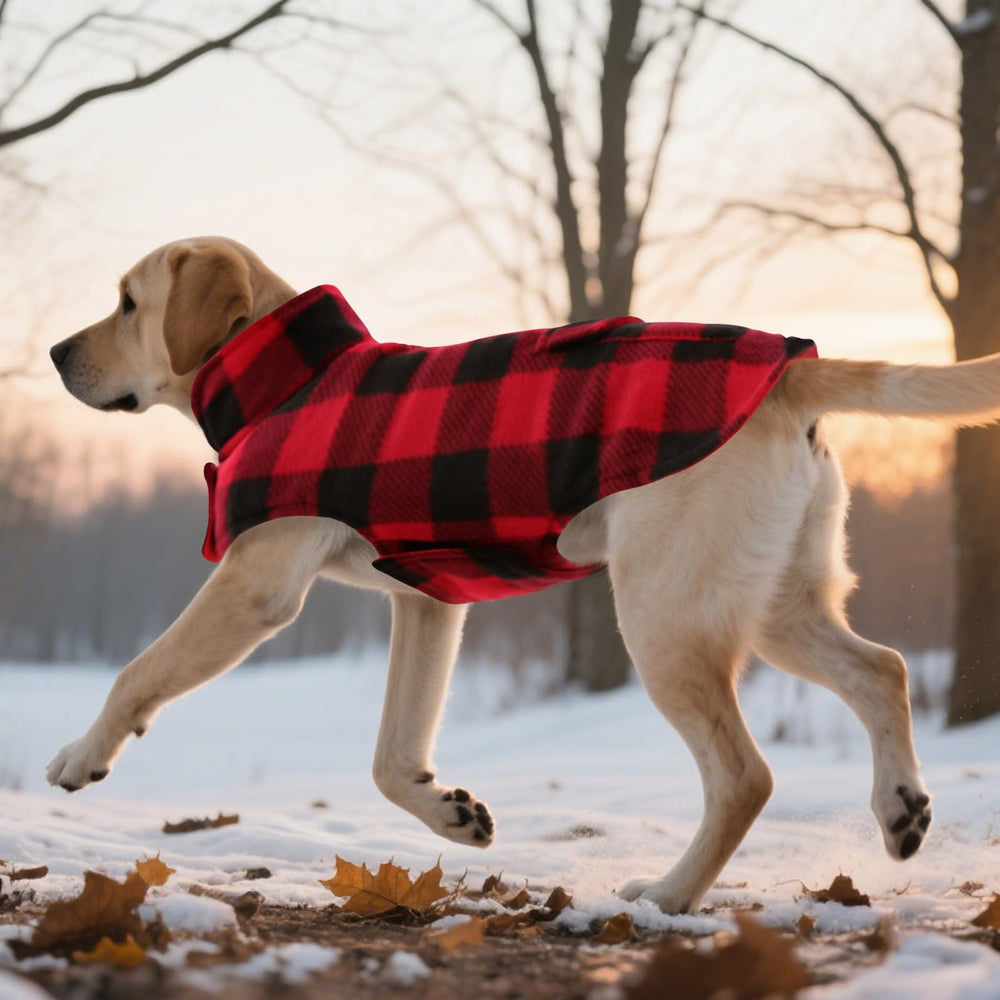 ASENKU dog winter coat in use walking outdoors demonstrates everyday versatility.