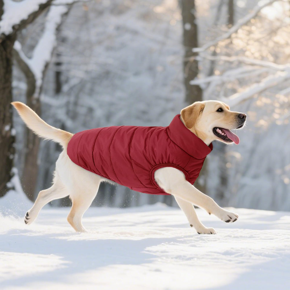 ASENKU coat available XS to XXXL to fit most breeds
