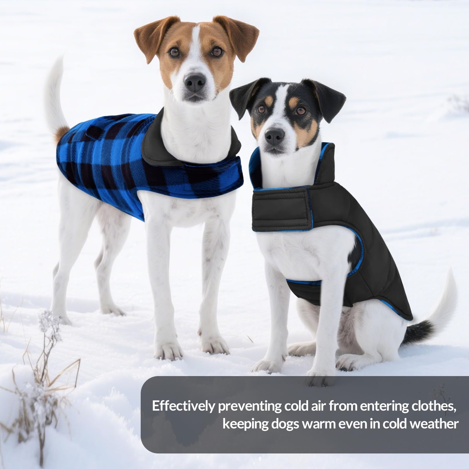 ASENKU dog winter coat worn during walk illustrates practical outdoor wear.