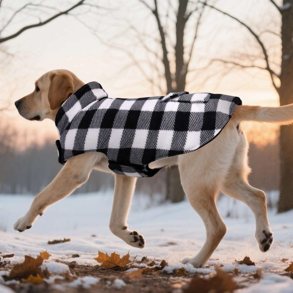ASENKU dog wearing coat during outdoor winter walk.