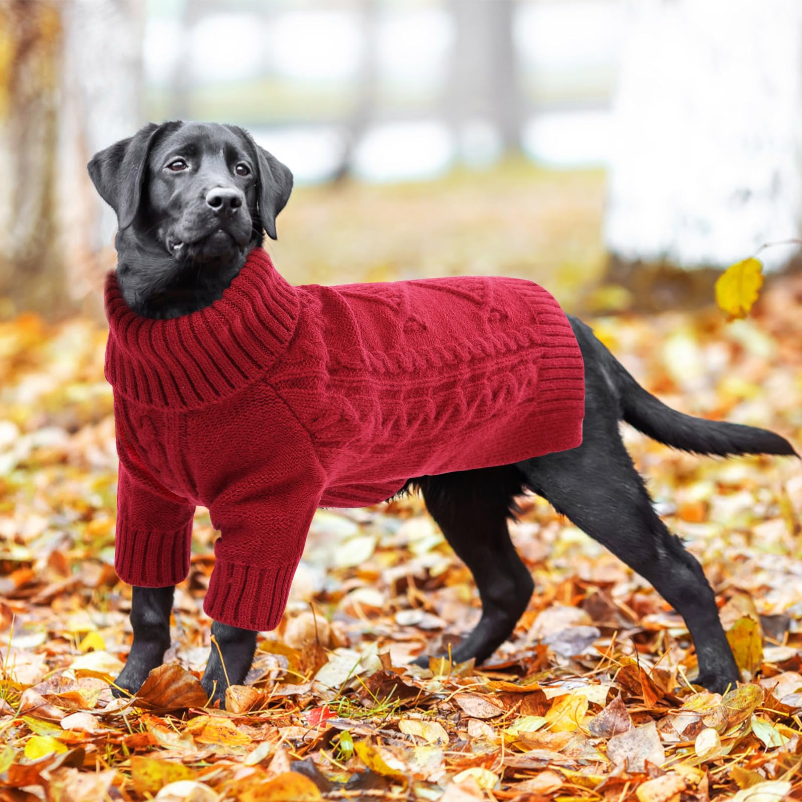 ASENKU winter sweater on dog demonstrates versatile holiday-ready style.