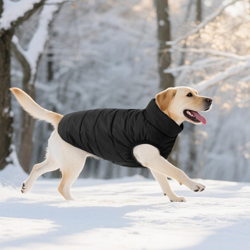 ASENKU Windproof Dog Winter Coat size-guide image for choosing the right fit.
