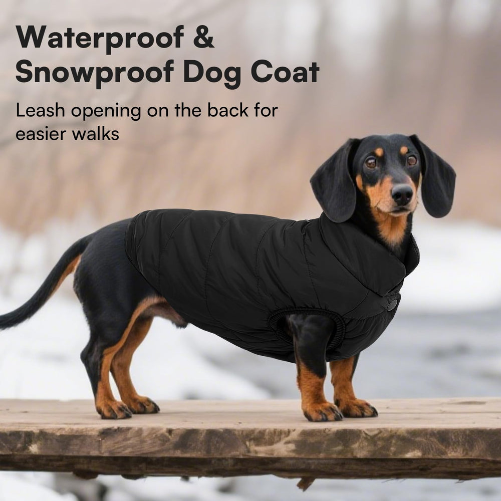 ASENKU Windproof Dog Winter Coat waterproof fabric demonstrates durable rainy-day protection.