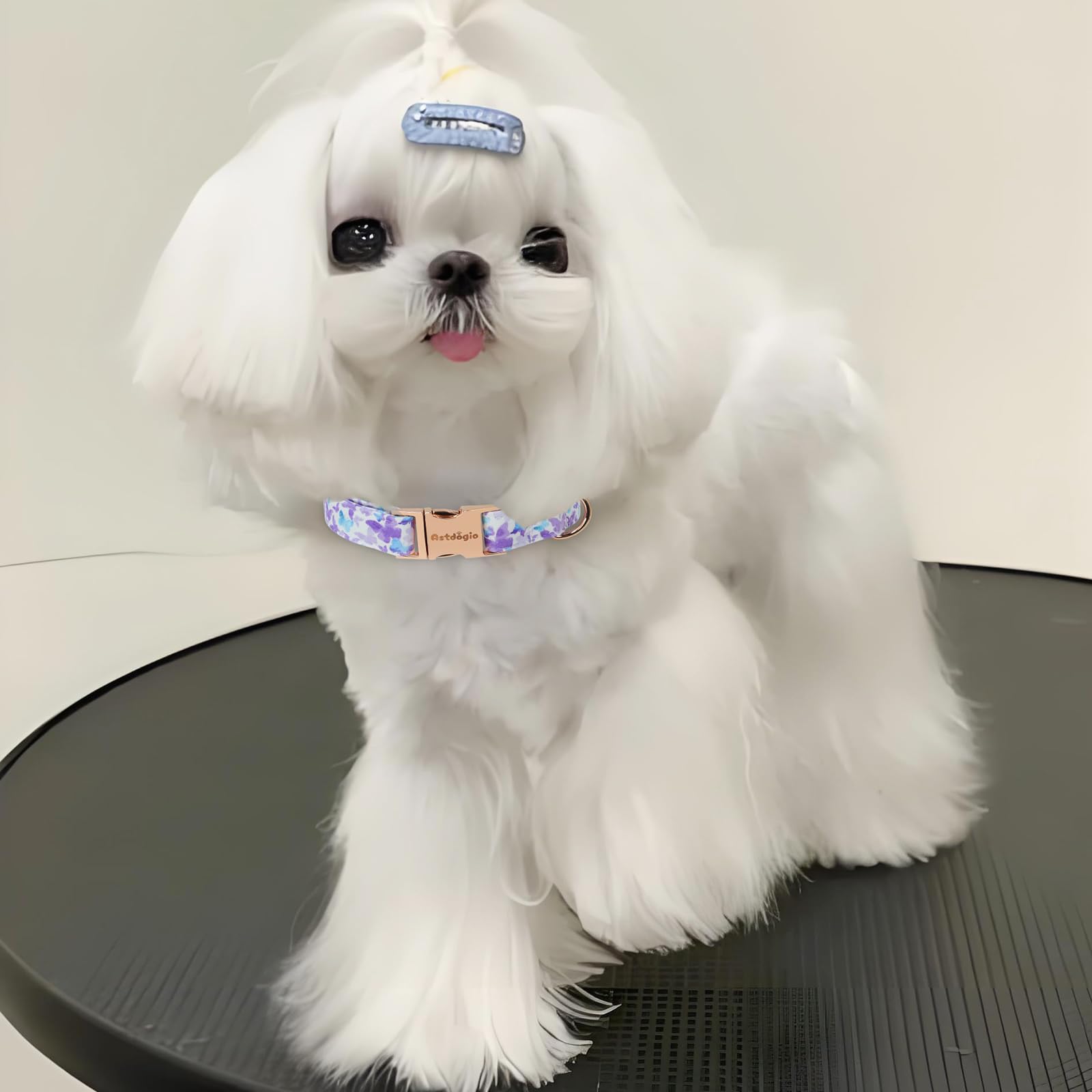 Astdogio dog wearing collar during park walk shows comfortable fit