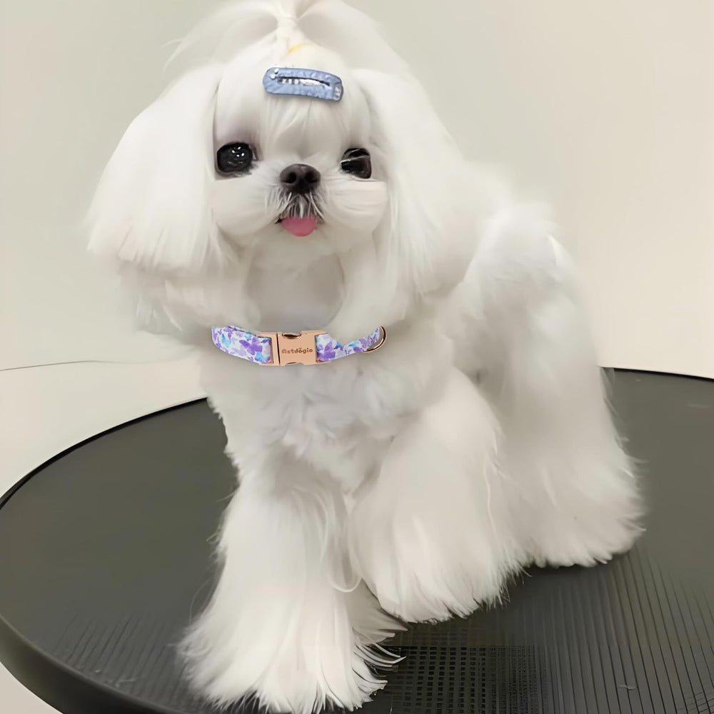 Astdogio dog wearing collar during park walk shows comfortable fit