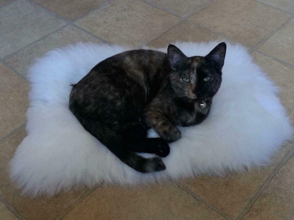 Asuprui pet bed mat on sofa shows versatile decor-friendly cuddle spot.