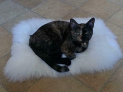 Asuprui pet bed mat on sofa shows versatile decor-friendly cuddle spot.