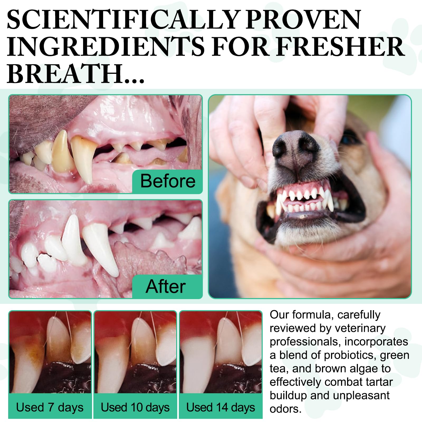 asusxcli dog teeth and gums care concept highlights healthy oral-health potential
