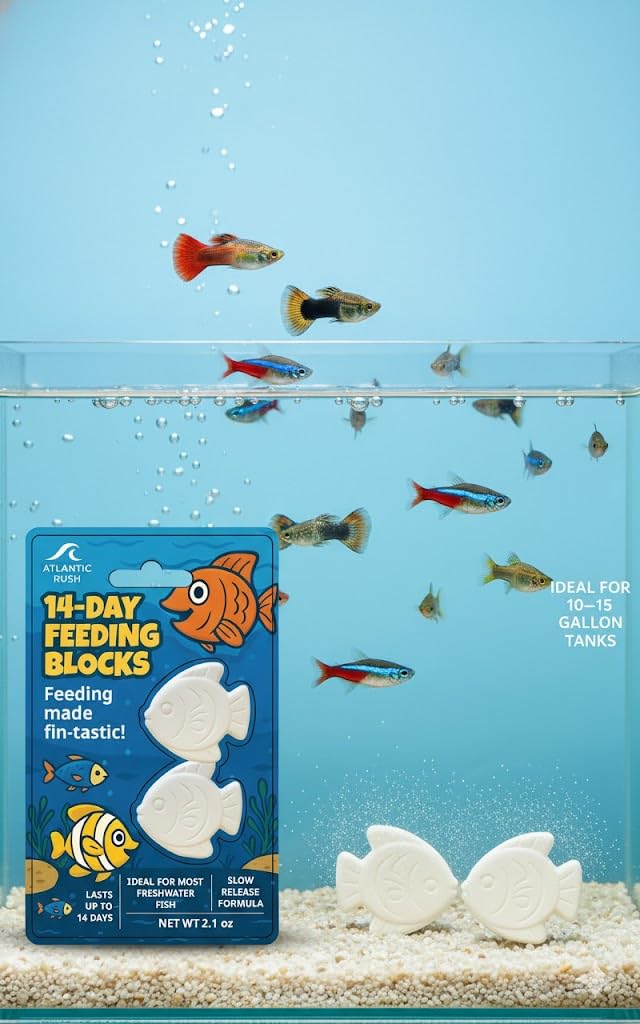 Atlantic Rush packaging photo highlighting four blocks in box for trips.
