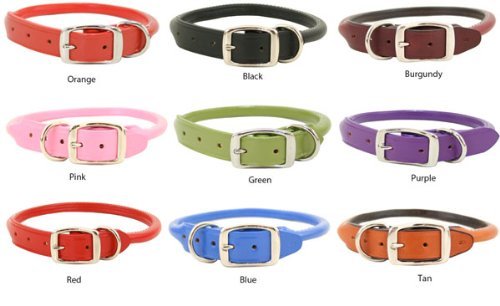 Auburn Leathercrafters rolled dog collar royal blue buckle closeup — sturdy nickel-plated buckle
