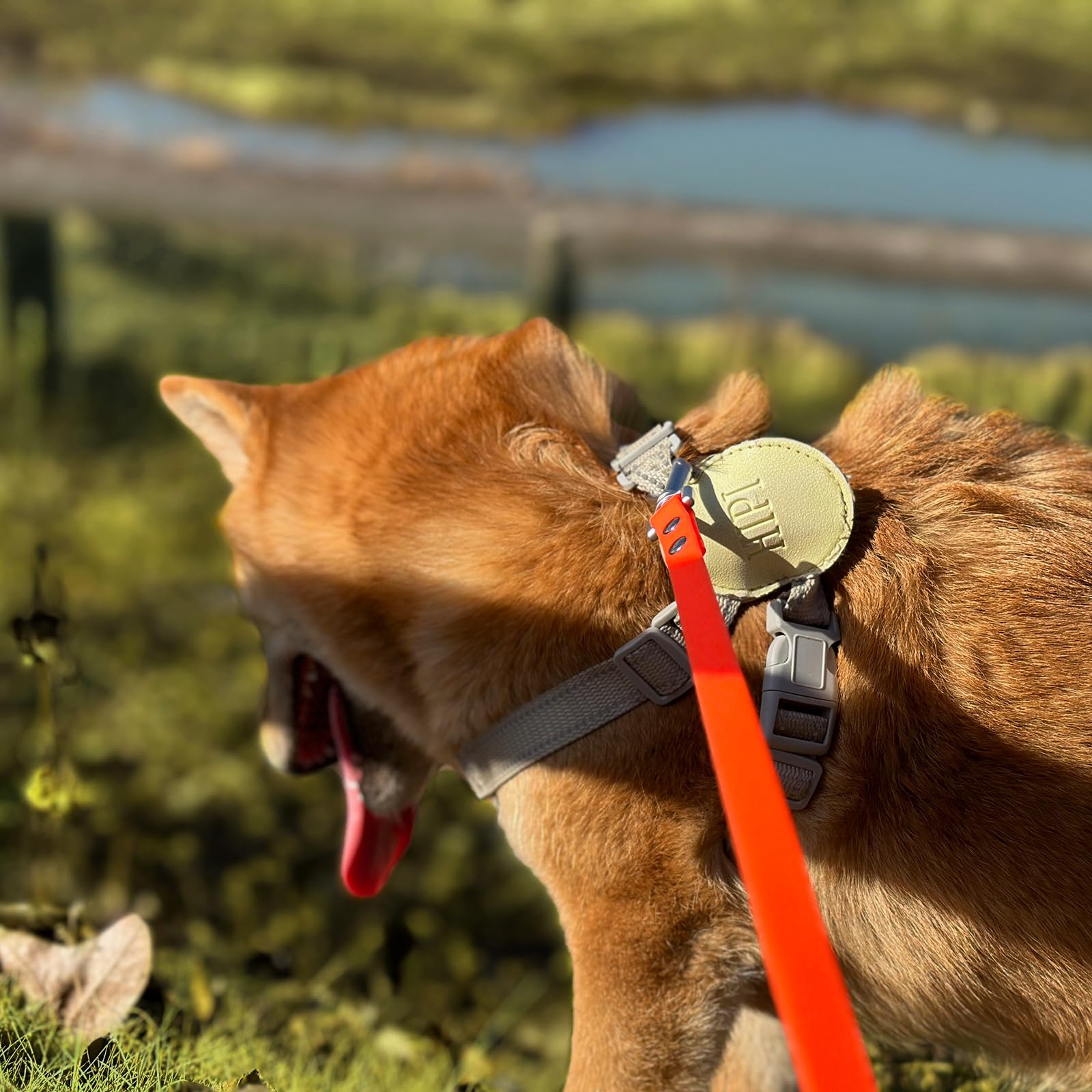 AUMAILI waterproof dog training long leash 15ft for balanced freedom and safe leash management